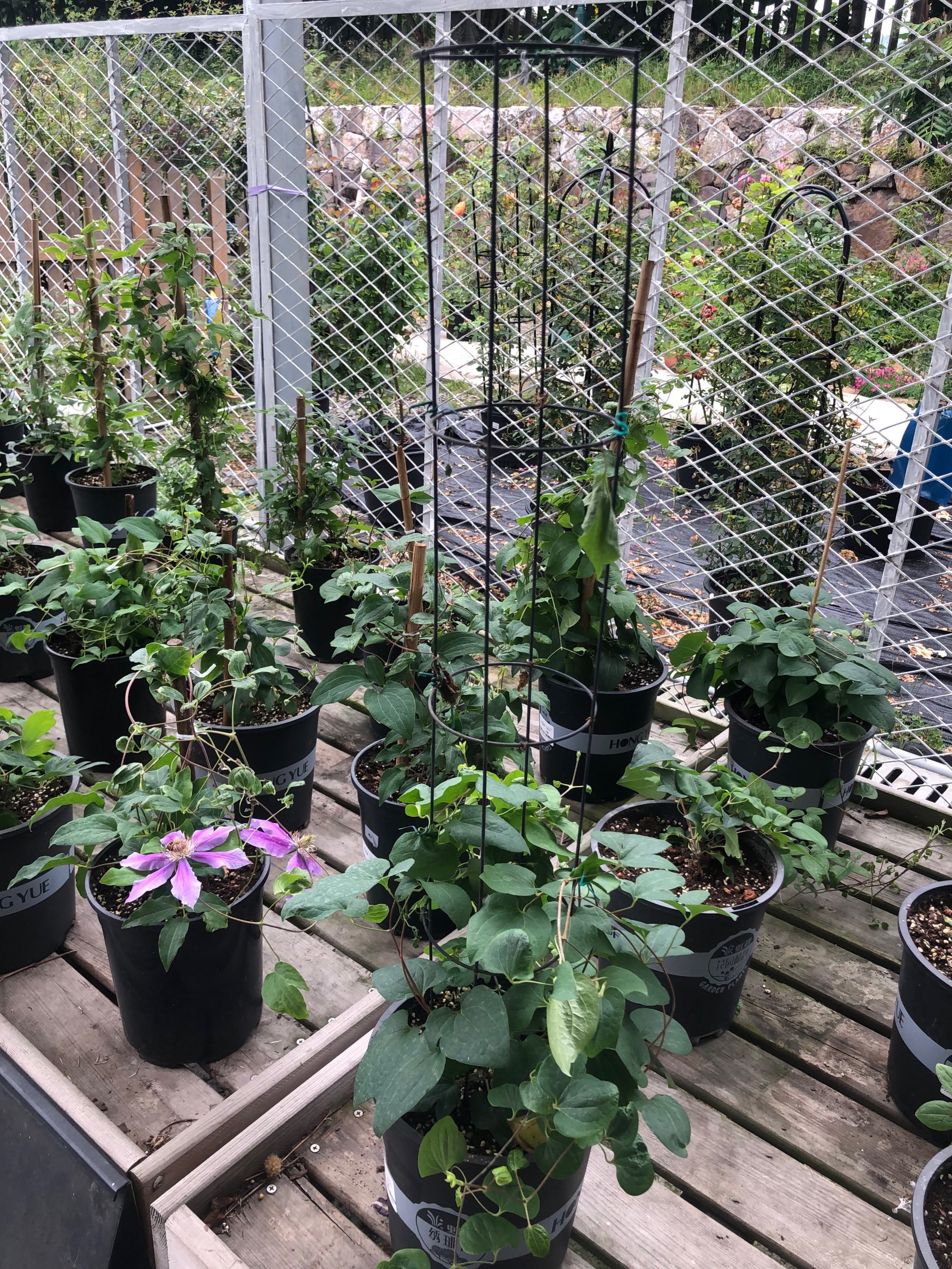 位于龙坞的虹越园艺家,真的好喜欢 …绣球-大众点评