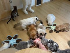 -猫腻·猫咖·撸猫馆(星光大道店)