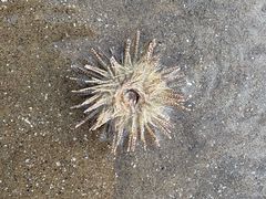 -椰风寨
