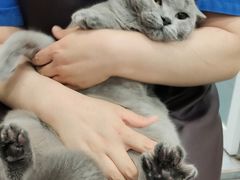 -宠福鑫康馨动物医院·骨科·眼科