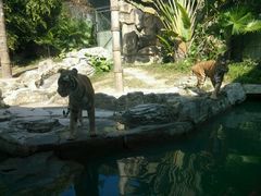 -深圳野生动物园