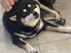 -柴犬小屋·柴餐厅·狗咖食堂(金鼎广场店)