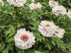 -黑龙江省森林植物园