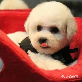 于是自己产生了养只比熊的念头