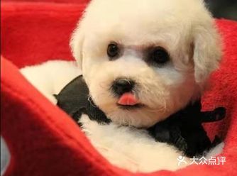 于是自己产生了养只比熊的念头