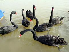 -鄱阳湖国家湿地公园