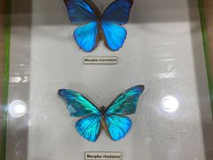 -上海大自然野生昆虫馆(东方明珠·爬宠昆虫探索中心)
