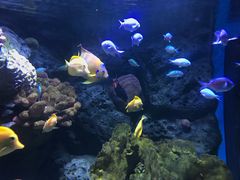 -暹罗海洋世界