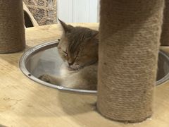 -楼上猫咖(罗湖店)