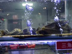 -石锅苗苗鱼(武汉首店)