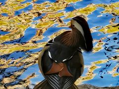 -三忘湖 SWANSEEN(柳荫公园店)