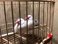 餐具摆设-那家小馆•北京菜•烤鸭(中关村店)