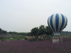-大塘金香草谷