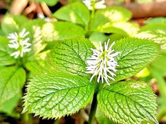 -黑河国家森林公园