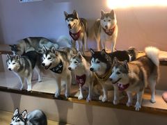 -Husky Go! 哈士奇体验馆·宠物咖啡厅狗咖