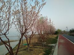 -天津东丽湖风景区