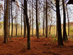 -溱湖国家湿地公园