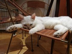 -万小咖.猫咖(中山路天虹店)