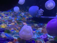 -成都浩海立方海洋公园