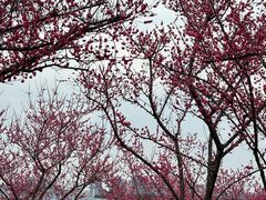 -三圣花乡旅游区