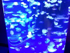 -烟台海昌鲸鲨海洋公园