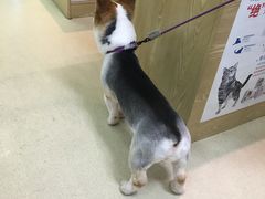 -芭比堂动物医院广州顽皮分院