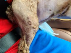 -爱侣宠医·鹦鹉专科·小型哺乳类·异宠专科(灵石路店)