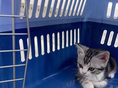 -小猫来了·猫舍(红山六九七九店)