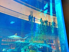 -迪拜水族馆及水下动物园