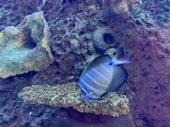 -OPEN開全日自助餐厅·牛肉火锅·海鲜(佛山希尔顿酒店)