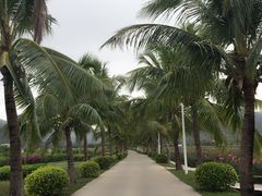 -亚龙湾国际玫瑰谷
