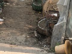 -马陆小张葡萄园农家乐