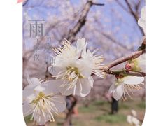 -香雪海