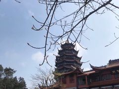 -铁山坪森林公园