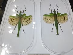 -上海昆虫博物馆