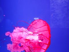 -芜湖新华联大白鲸海洋公园