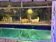 -清迈夜间动物园