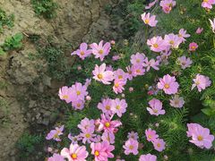 -映月湖中央公园