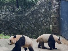 -都江堰中华大熊猫苑