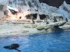 -帝企鹅自助餐厅•儿童岛•真企鹅(长隆企鹅酒店)