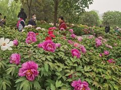 -莲花池公园