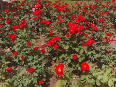-郑州植物园