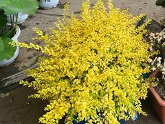 -龙大花卉苗木市场