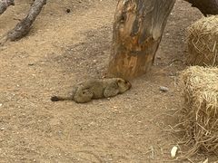 -大青山野生动物园