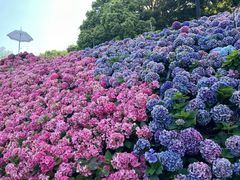 -苏州上方山国家森林公园