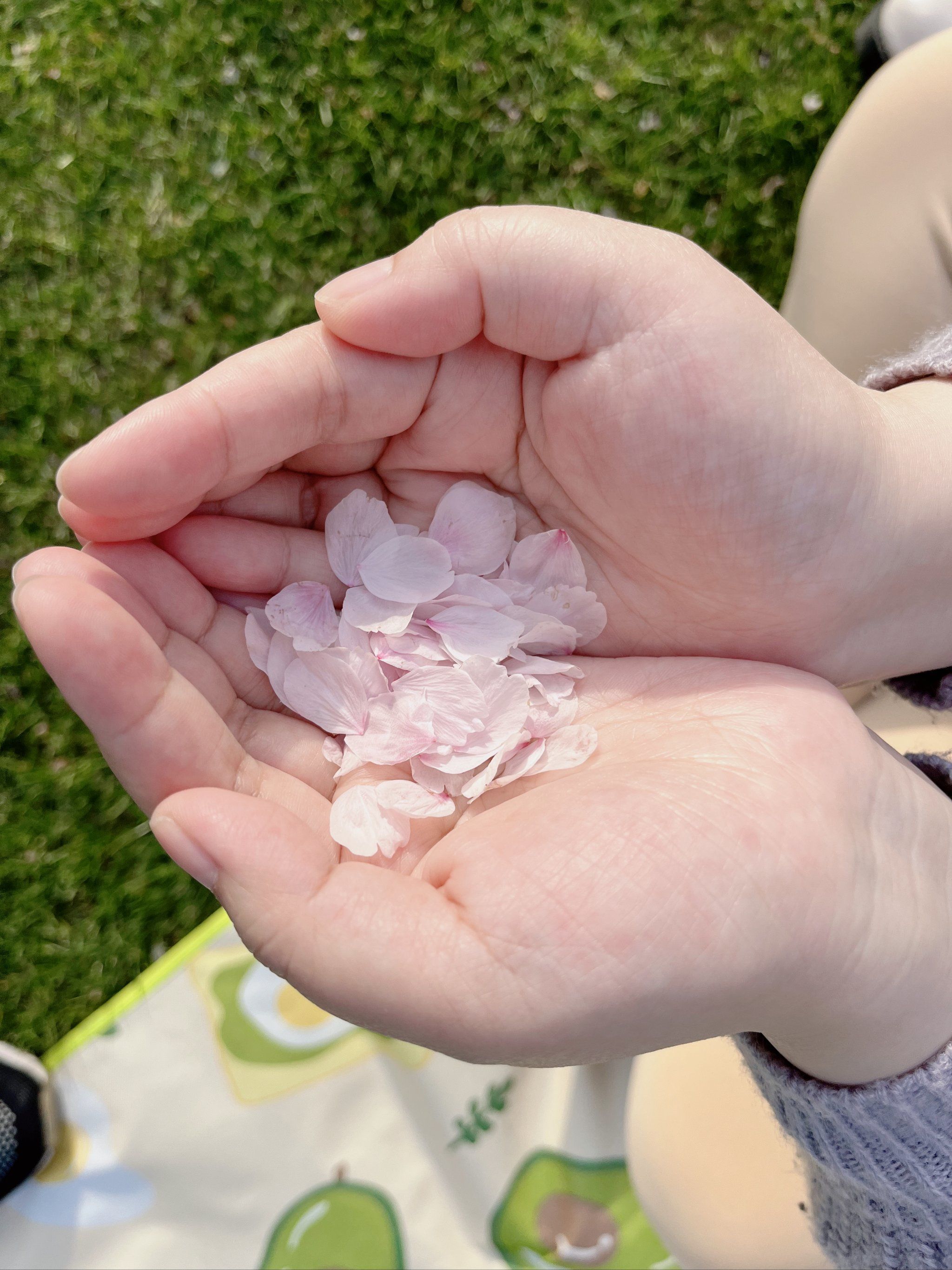 集一捧花瓣