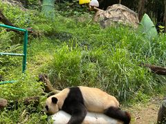 -广州长隆野生动物世界