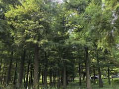 -广富林郊野公园