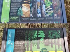 -天目山大树王景区