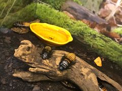 -上海大自然野生昆虫馆(东方明珠·爬宠昆虫探索中心)